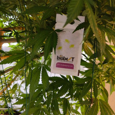 Mimosa growlog timeline photo