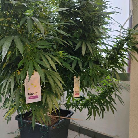 Mimosa growlog timeline photo