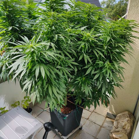 Mimosa growlog timeline photo