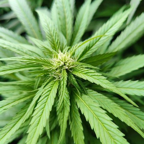 Mimosa growlog timeline photo
