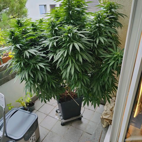 Mimosa growlog timeline photo
