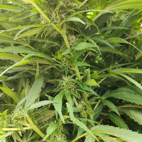 Mimosa growlog timeline photo