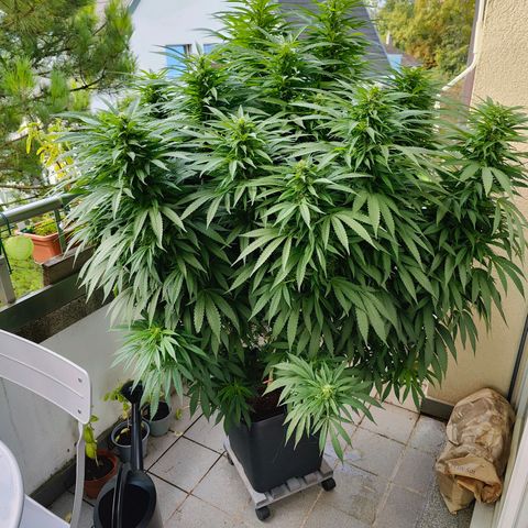 Mimosa growlog timeline photo