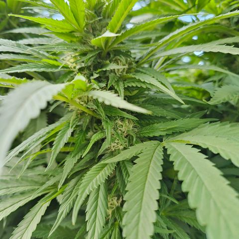 Mimosa growlog timeline photo