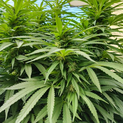 Mimosa growlog timeline photo