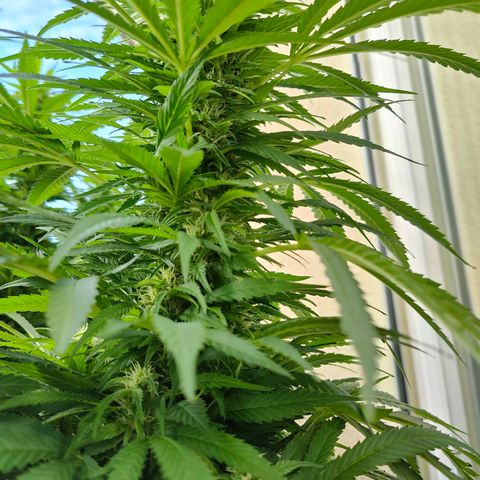 Mimosa growlog timeline photo