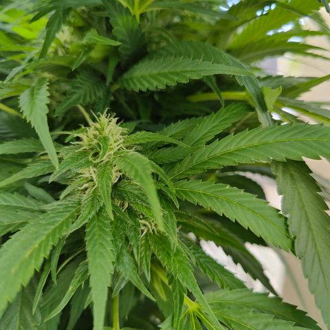 Mimosa growlog timeline photo
