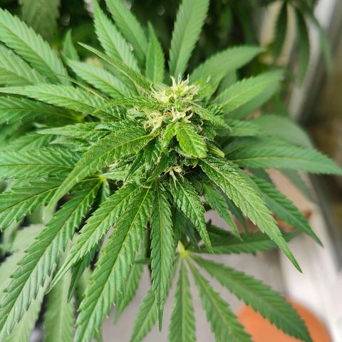 Mimosa growlog timeline photo