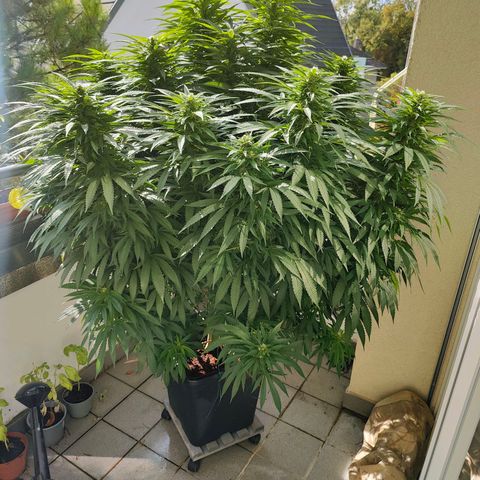 Mimosa growlog timeline photo
