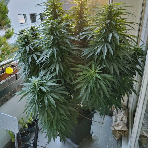 Mimosa growlog timeline photo