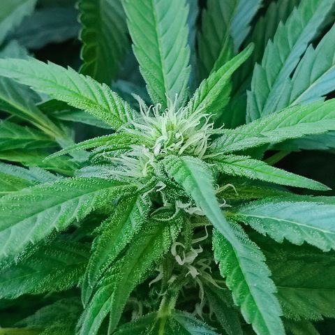 Mimosa growlog timeline photo