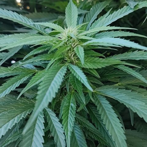 Mimosa growlog timeline photo