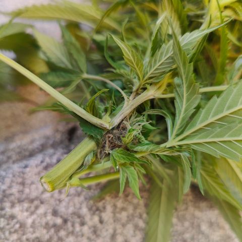 Mimosa growlog timeline photo