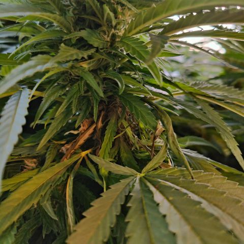 Mimosa growlog timeline photo
