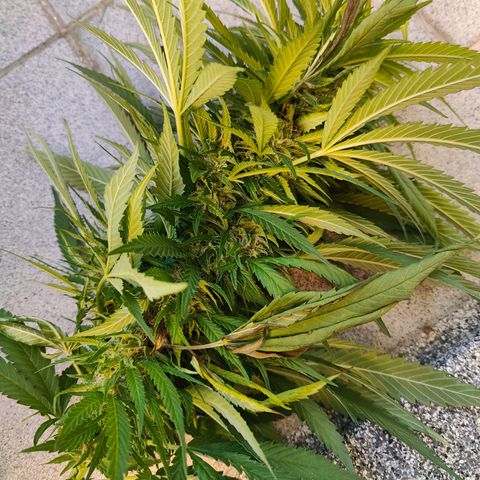Mimosa growlog timeline photo
