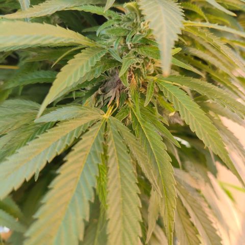 Mimosa growlog timeline photo