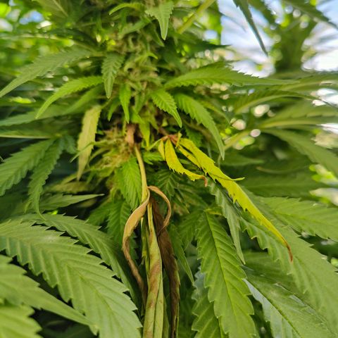 Mimosa growlog timeline photo