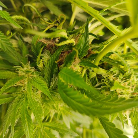 Mimosa growlog timeline photo