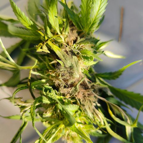 Mimosa growlog timeline photo