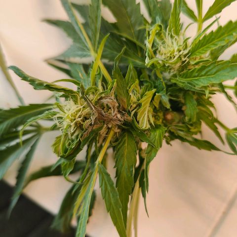 Mimosa growlog timeline photo