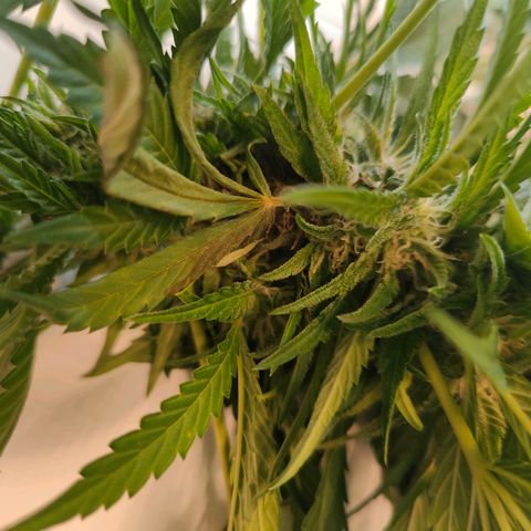 Mimosa growlog timeline photo