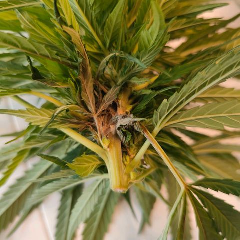 Mimosa growlog timeline photo