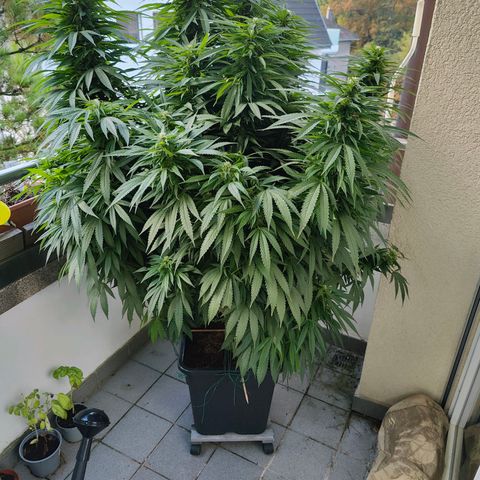 Mimosa growlog timeline photo