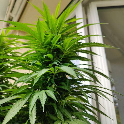 Mimosa growlog timeline photo
