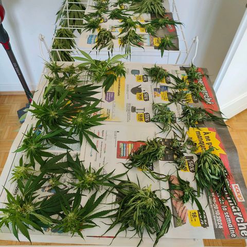 Mimosa growlog timeline photo