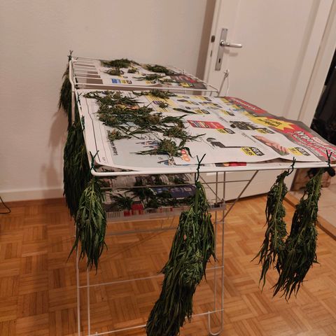 Mimosa growlog timeline photo