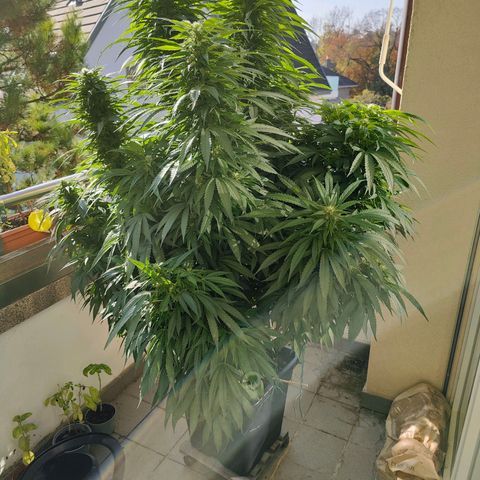 Mimosa growlog timeline photo