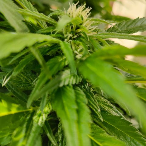 Mimosa growlog timeline photo