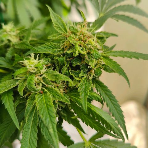Mimosa growlog timeline photo