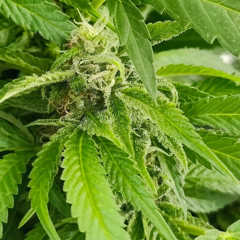 Mimosa growlog timeline photo