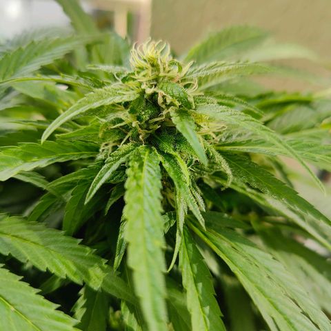 Mimosa growlog timeline photo