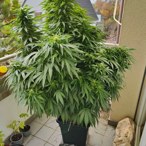 Mimosa growlog timeline photo