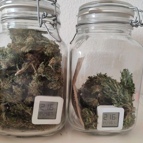 Mimosa growlog timeline photo