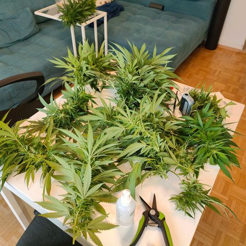Mimosa growlog timeline photo