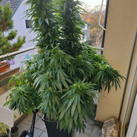 Mimosa growlog timeline photo