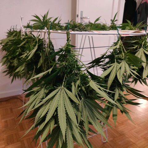 Mimosa growlog timeline photo