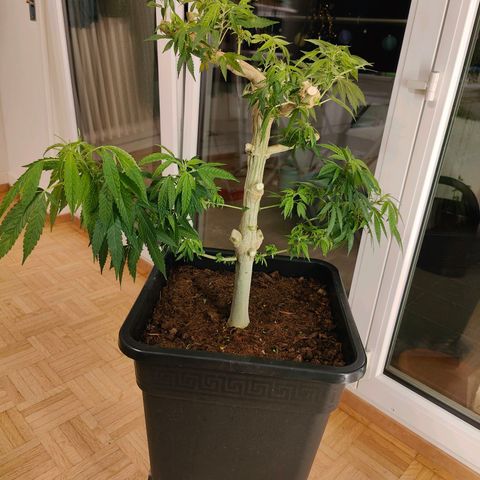Mimosa growlog timeline photo