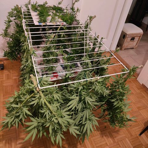 Mimosa growlog timeline photo