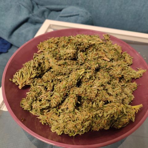 Mimosa growlog timeline photo