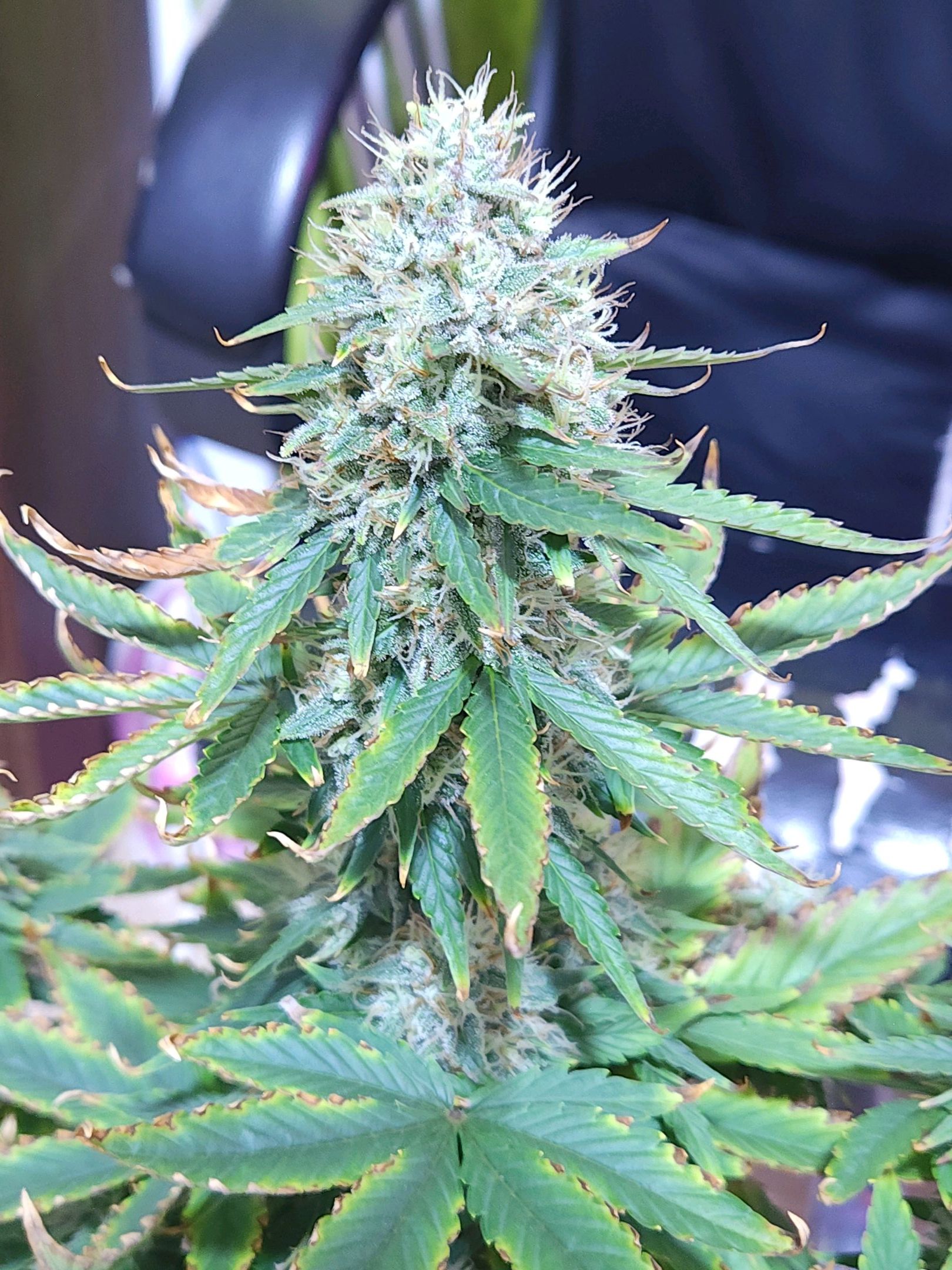 Gorilla Girl XL Auto growlog header