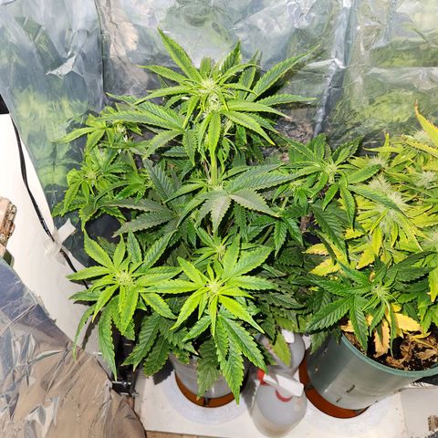 Gorilla Girl XL Auto growlog timeline photo