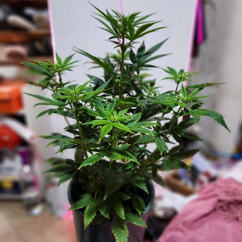Gorilla Girl XL Auto growlog timeline photo