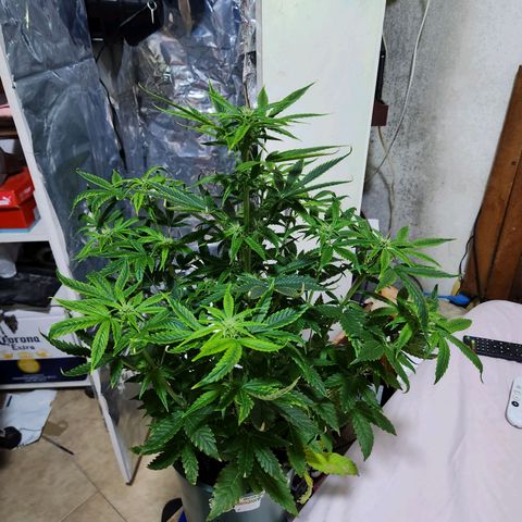 Gorilla Girl XL Auto growlog timeline photo