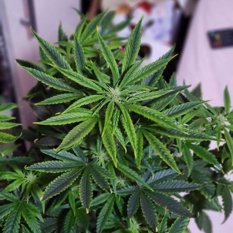 Gorilla Girl XL Auto growlog timeline photo
