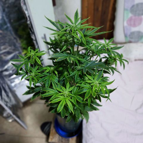 Gorilla Girl XL Auto growlog timeline photo
