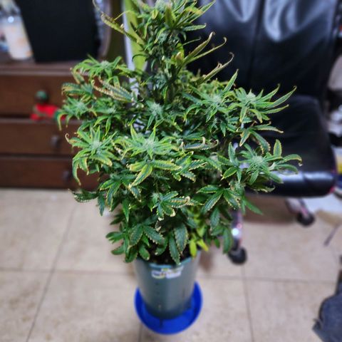 Gorilla Girl XL Auto growlog timeline photo